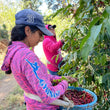 Load image into Gallery viewer, Santa Marta | Medium Roast