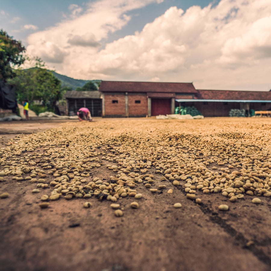 Yunnan Dongka | Dark Roast | Washed Process