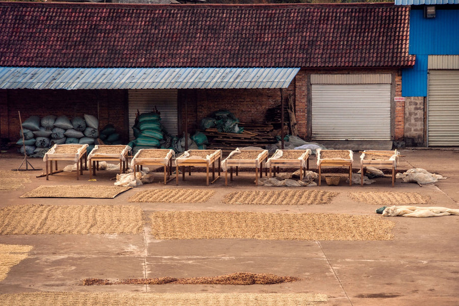 Yunnan Dongka | Dark Roast | Washed Process