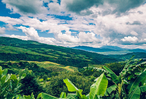 Yunnan Dongka | Dark Roast | Washed Process