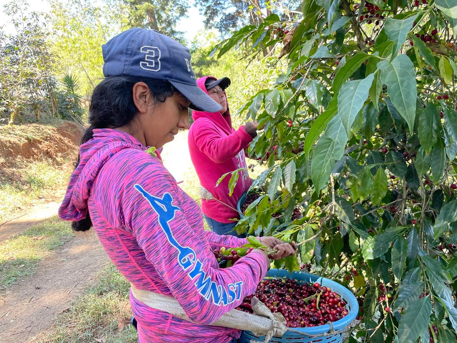 Santa Marta | Medium Roast | Guatemala